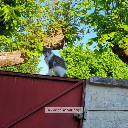 Photo 3/4 Chat retrouvé Perdu à Dangu
