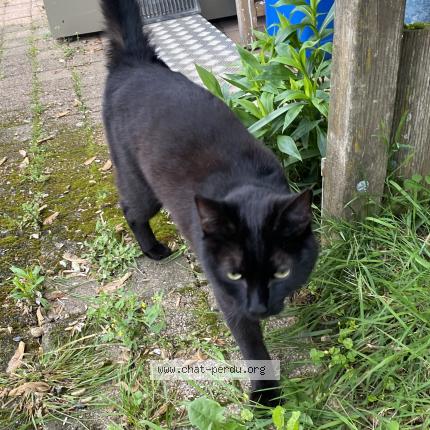 Photo 1/1 Chat retrouvé Trouvé à La Motte Servolex