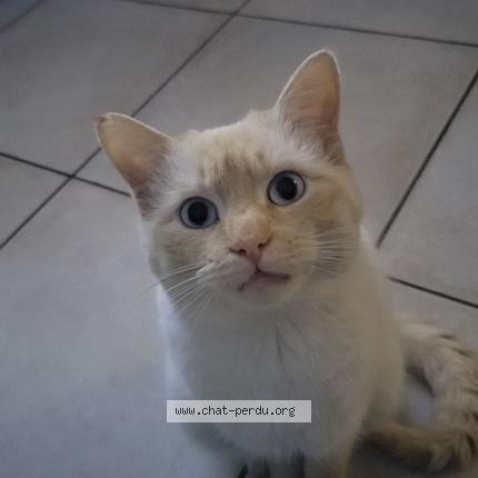 Photo 1/1 Chat retrouvé Perdu à Limoux