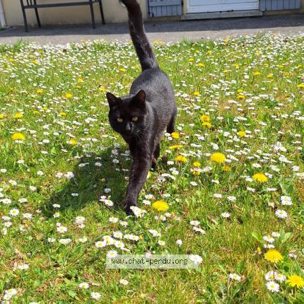 Photo 1/1 Milo Chat perdu à Bray sur seine