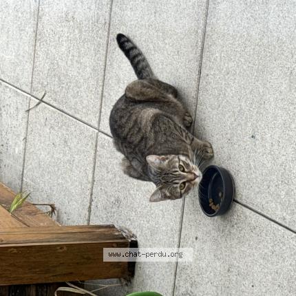 Photo 1/1 Chat retrouvé Trouvé à Nantes