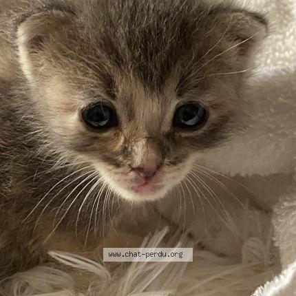 Photo de chat trouvé à Avoine