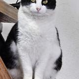 Photo de chat perdu à Pando