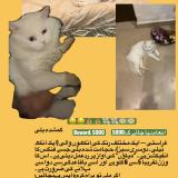 Photo de chat perdu à Lahore