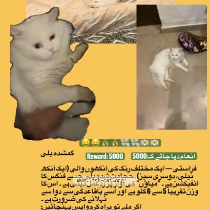 Photo 1/1 Frosty Chat perdu à Lahore