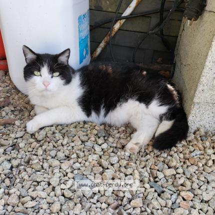 Photo 1/1 Gwenaelle Lequerré Chat perdu à Camors