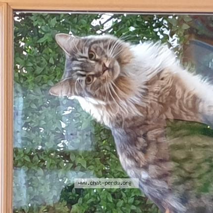 Photo de chat trouvé à Toulouse