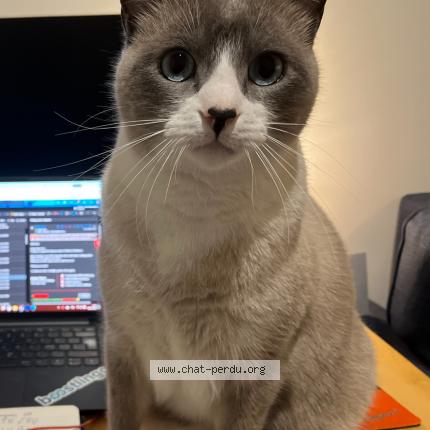 Photo 1/1 Chat retrouvé Perdu à Bordeaux