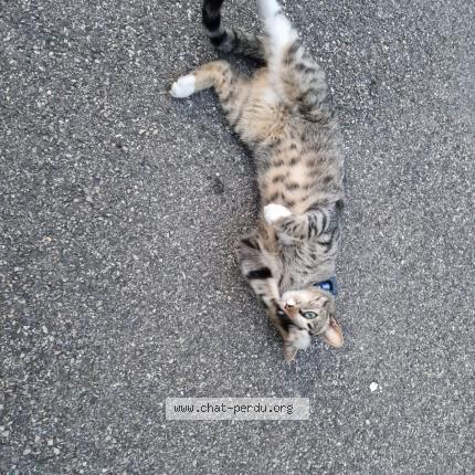 Photo de chat perdu à Meyzieu