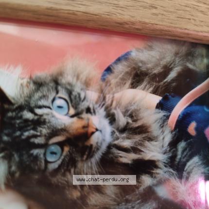 Photo 1/1 Grisou Chat perdu à Fontanes