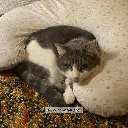 Photo 1/1 Roger Chat perdu à Montreuil