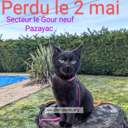 Photo de chat perdu à Pazayac