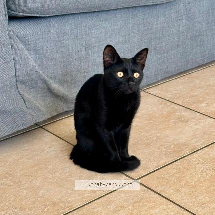 Photo de chat perdu à L Union