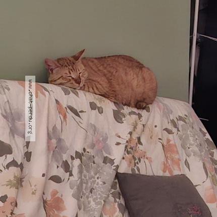 Photo de chat perdu à Bayonne
