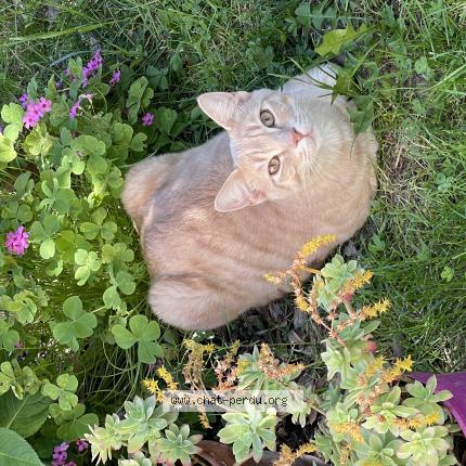 Photo 1/1 Simba Chat perdu à Orange