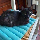 Photo de chat perdu à Bouafle