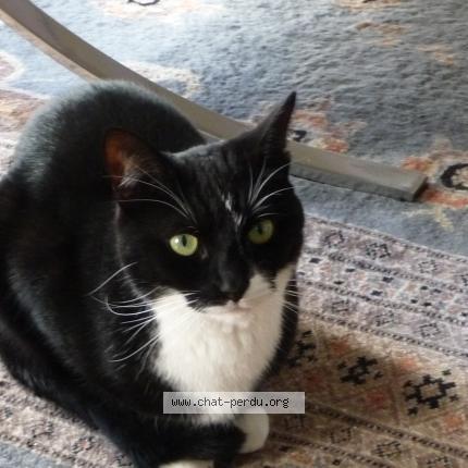 Photo de chat perdu à Paris
