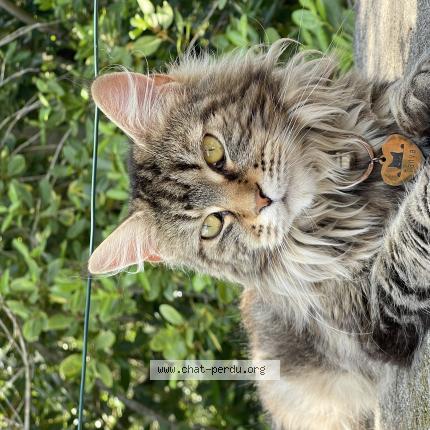 Photo 1/1 Tanya Chat perdu à Saint bres