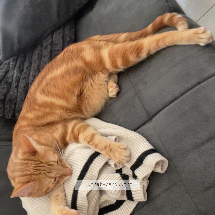 Photo 1/1 Chat retrouvé Perdu à Chateauroux