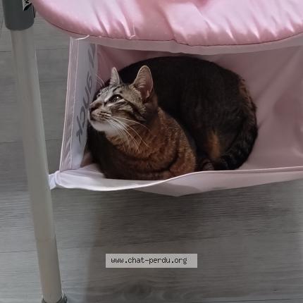 Photo 1/1 Nala Chat perdu à Lodeve