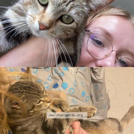 Photo 1/1 Fripouille Chat perdu à Argenteuil sur armancon