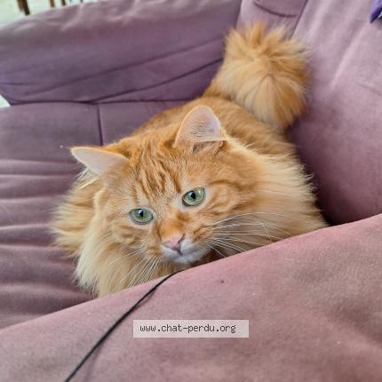 Photo de chat perdu à Tarbes