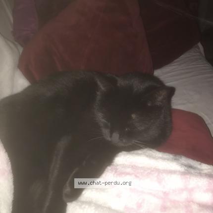 Photo de chat perdu à Jurancon