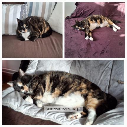 Photo 1/1 Chat retrouvé Perdu à Le Havre