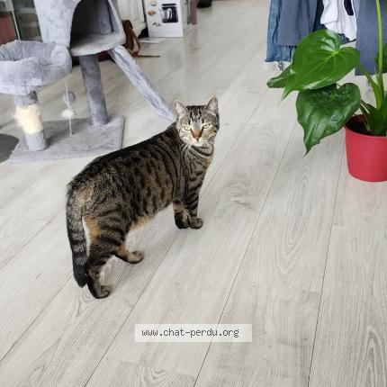 Photo de chat perdu à Anglet