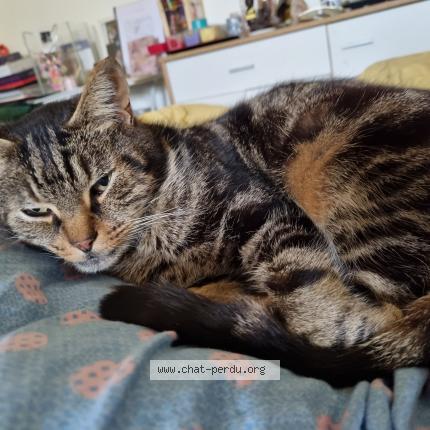 Photo 1/1 Choco Chat perdu à St just st rambert