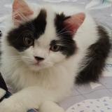 Photo de chat perdu à Dehradun