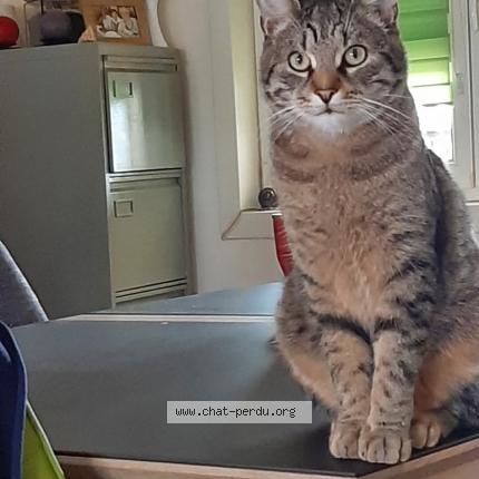Photo 1/1 Ouin ouin Chat perdu à Bruay la buissiere