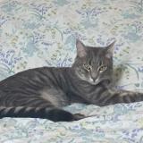 Photo de chat perdu à Aveize