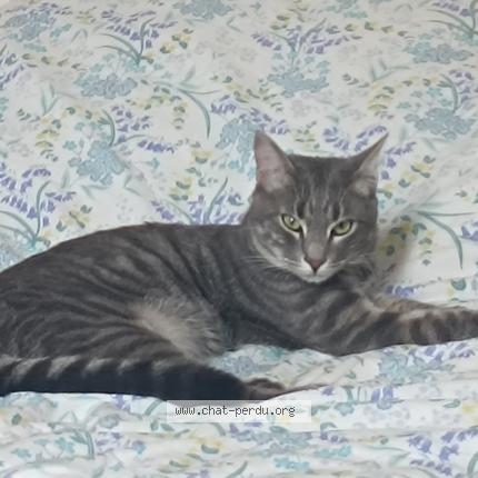 Photo 1/1 Chat retrouvé Perdu à Aveize