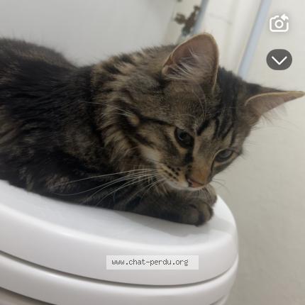 Photo de chat perdu à Le Blanc Mesnil