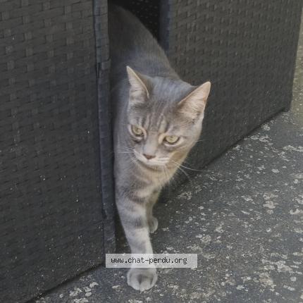 Photo de chat perdu à Brie Comte Robert