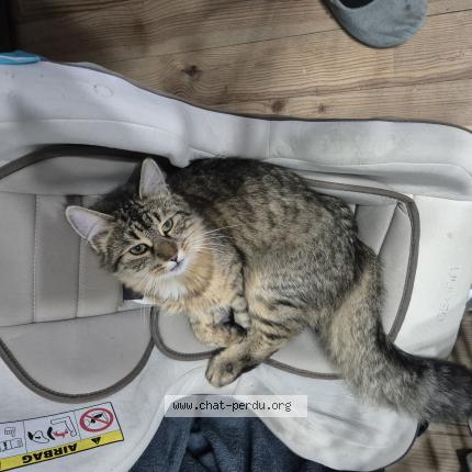 Photo de chat perdu à La Caillere Saint Hilaire