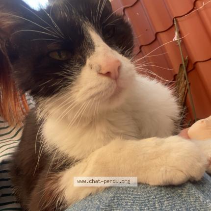 Photo de chat trouvé à Reims