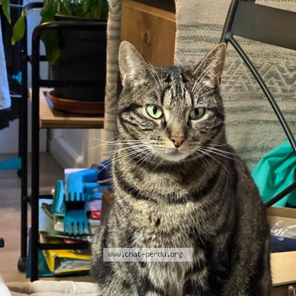 Photo 1/1 Booba Chat perdu à Marsac sur don