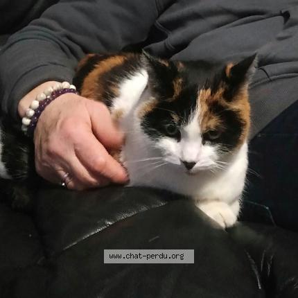 Photo de chat perdu à Argentan