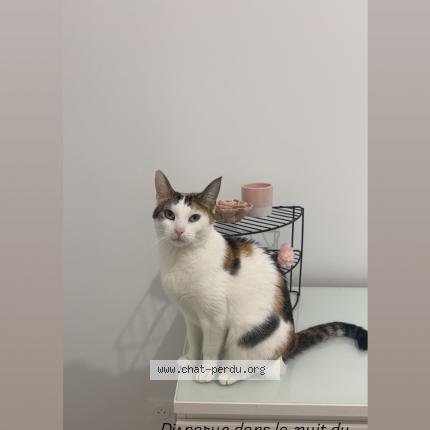 Photo de chat perdu à Montpellier