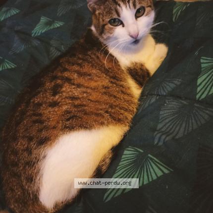 Photo 1/1 MINETTE Chat perdu à Villenave d ornon