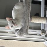 Photo de chat perdu à Reyrieux