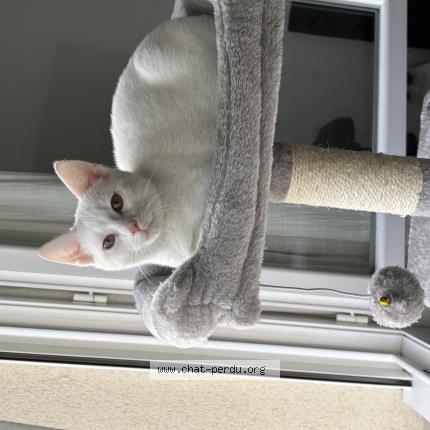 Photo 1/1 Chat retrouvé Perdu à Reyrieux