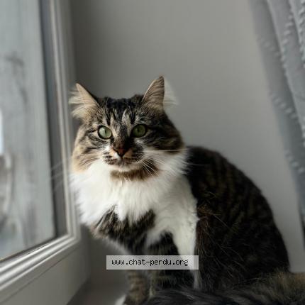 Photo 1/1 Lucie becker Chat perdu à Algrange