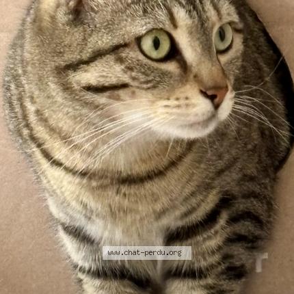 Photo 1/1 Terreur Chat perdu à Villaines la juhel