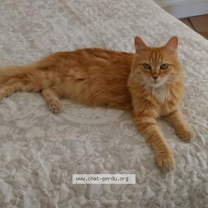 Photo 1/1 Chat retrouvé Perdu à Largentiere