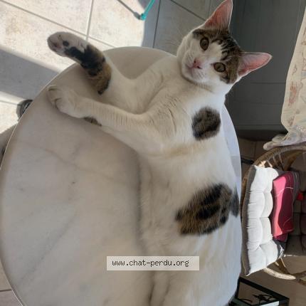 Photo 1/1 Zorro Chat perdu à Pouldreuzic