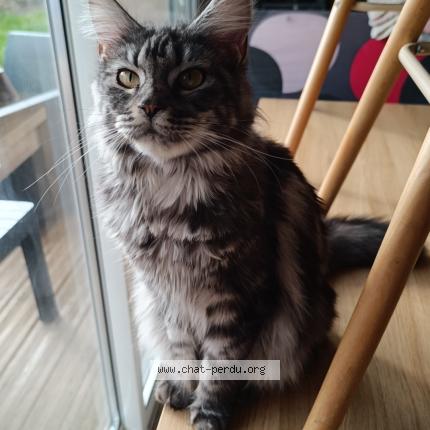 Photo de chat perdu à Auterive
