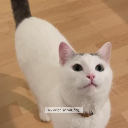 Photo de chat perdu à Loos